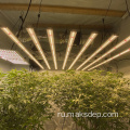 Сочные растения выращивают светлую тепловую лампу